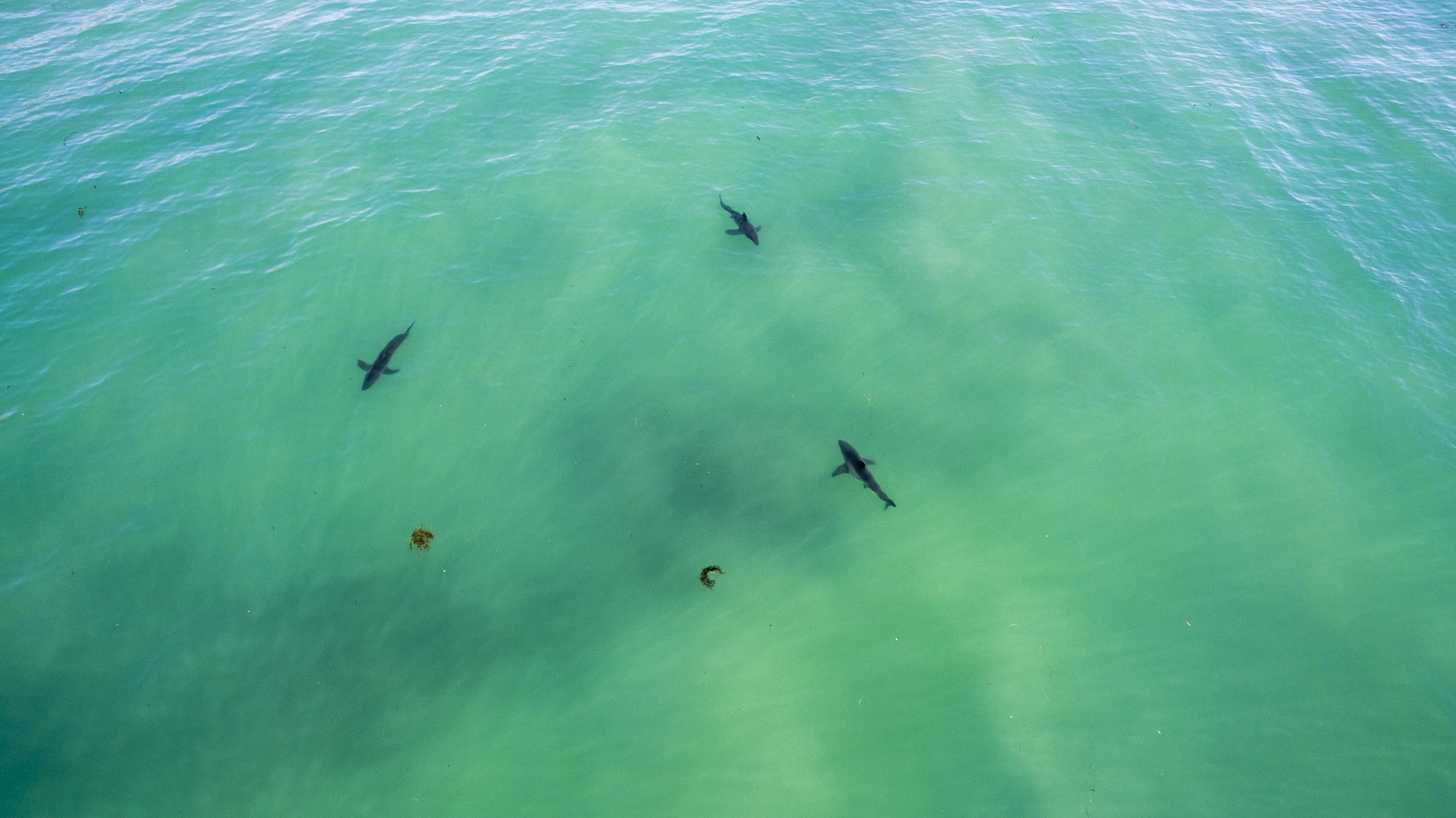 Haven't seen anything like it': shock as great white shark washes up on NSW  beach, Sharks