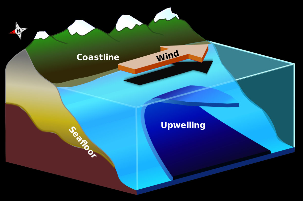 Cold Water? Upwelling Season Is Here [Upwelling vs Downwelling Explained]