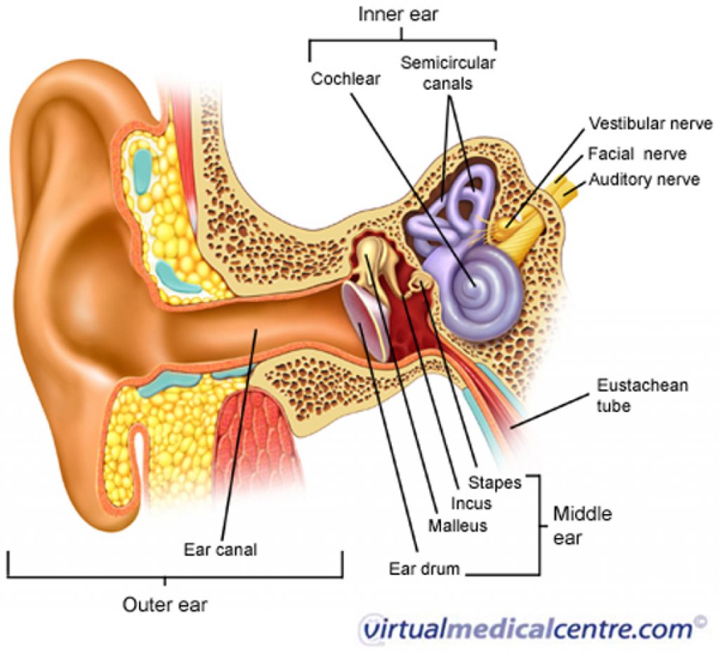 What Is Surfer's Ear? Everything You Need to Know About How to Treat ...