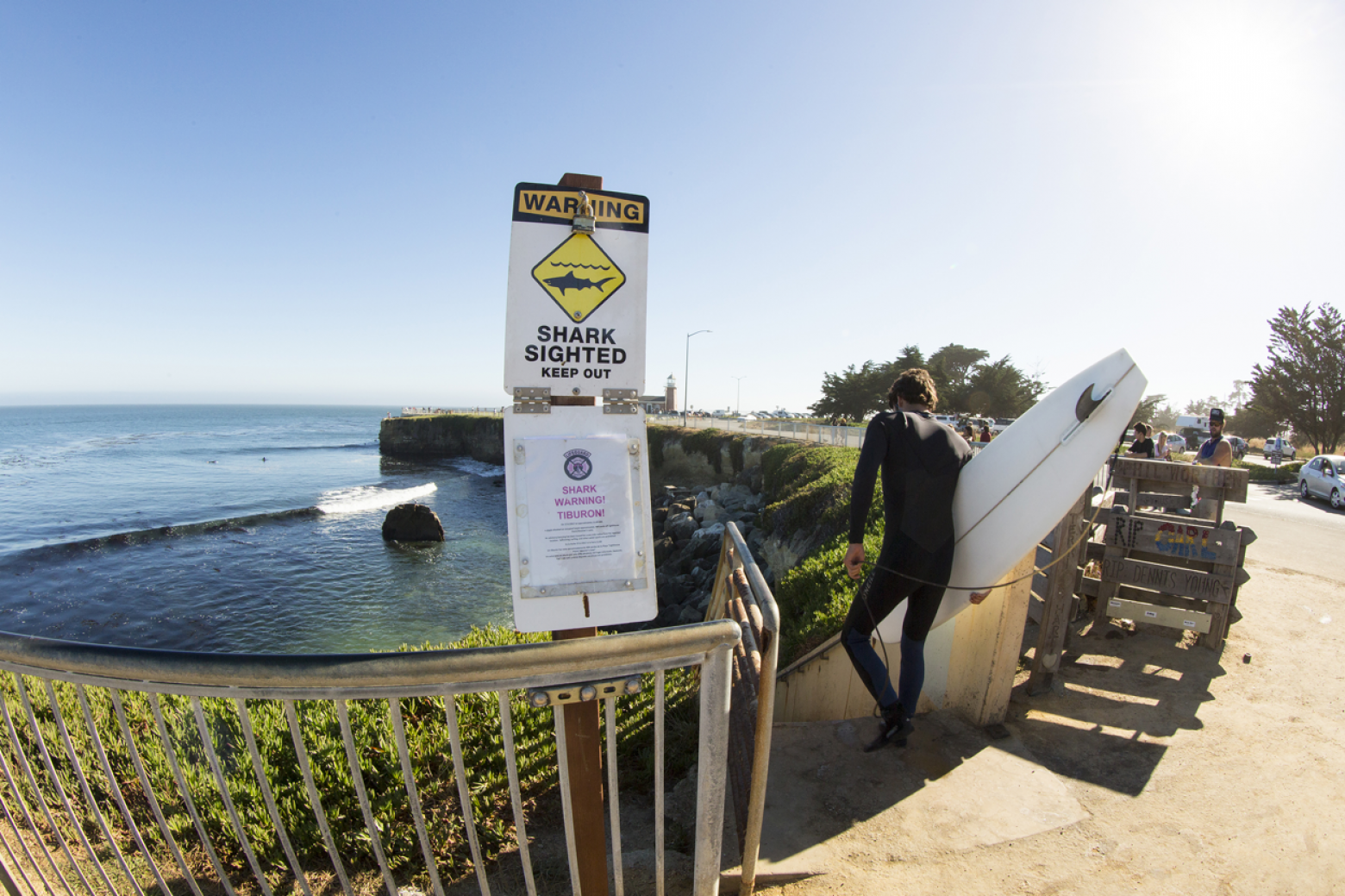 Great White Shark Bump in Santa Cruz Prompts Four Day Beach Closure