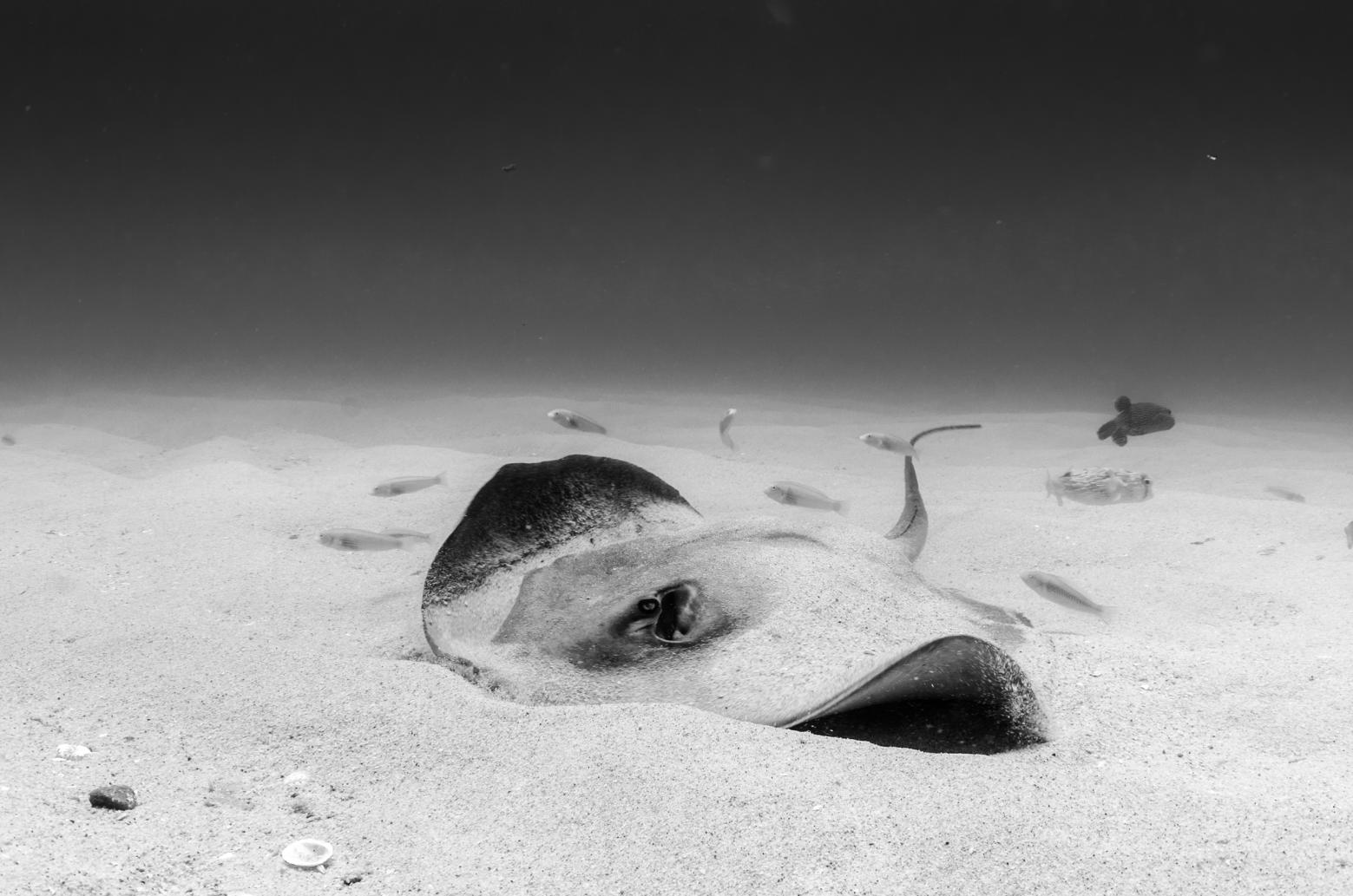 How To Treat A Stingray Wound