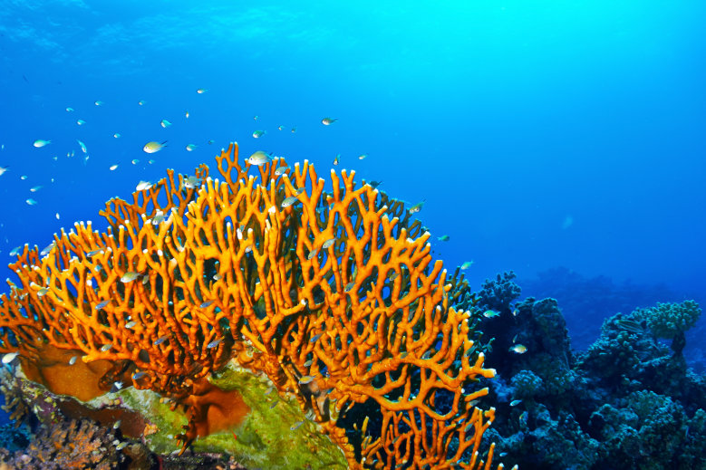 Fire Coral Rash