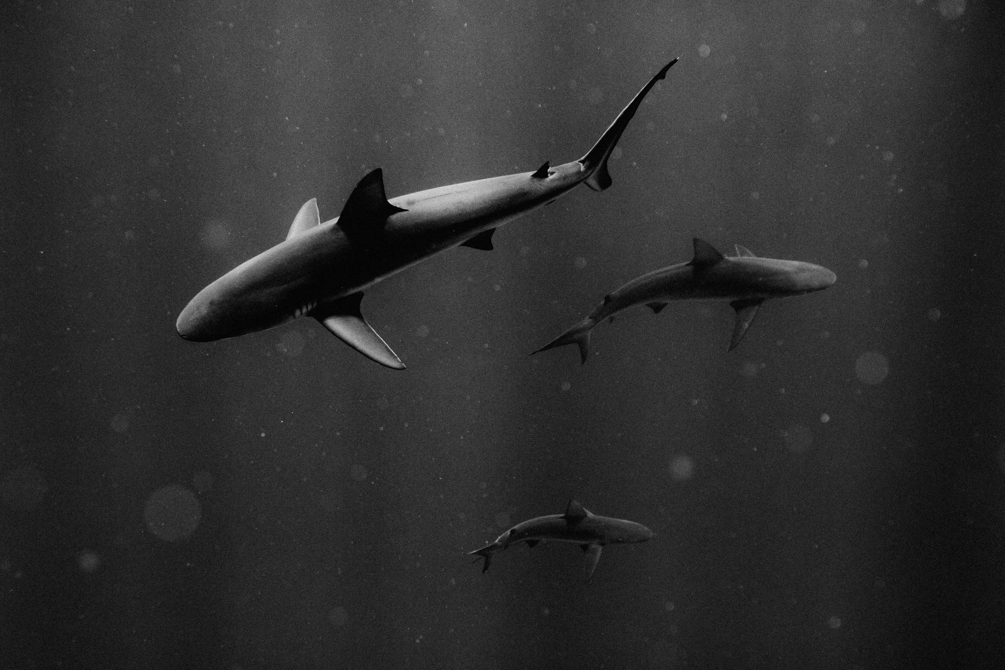 15 Shark Photos That Will Terrify and Delight You This Summer