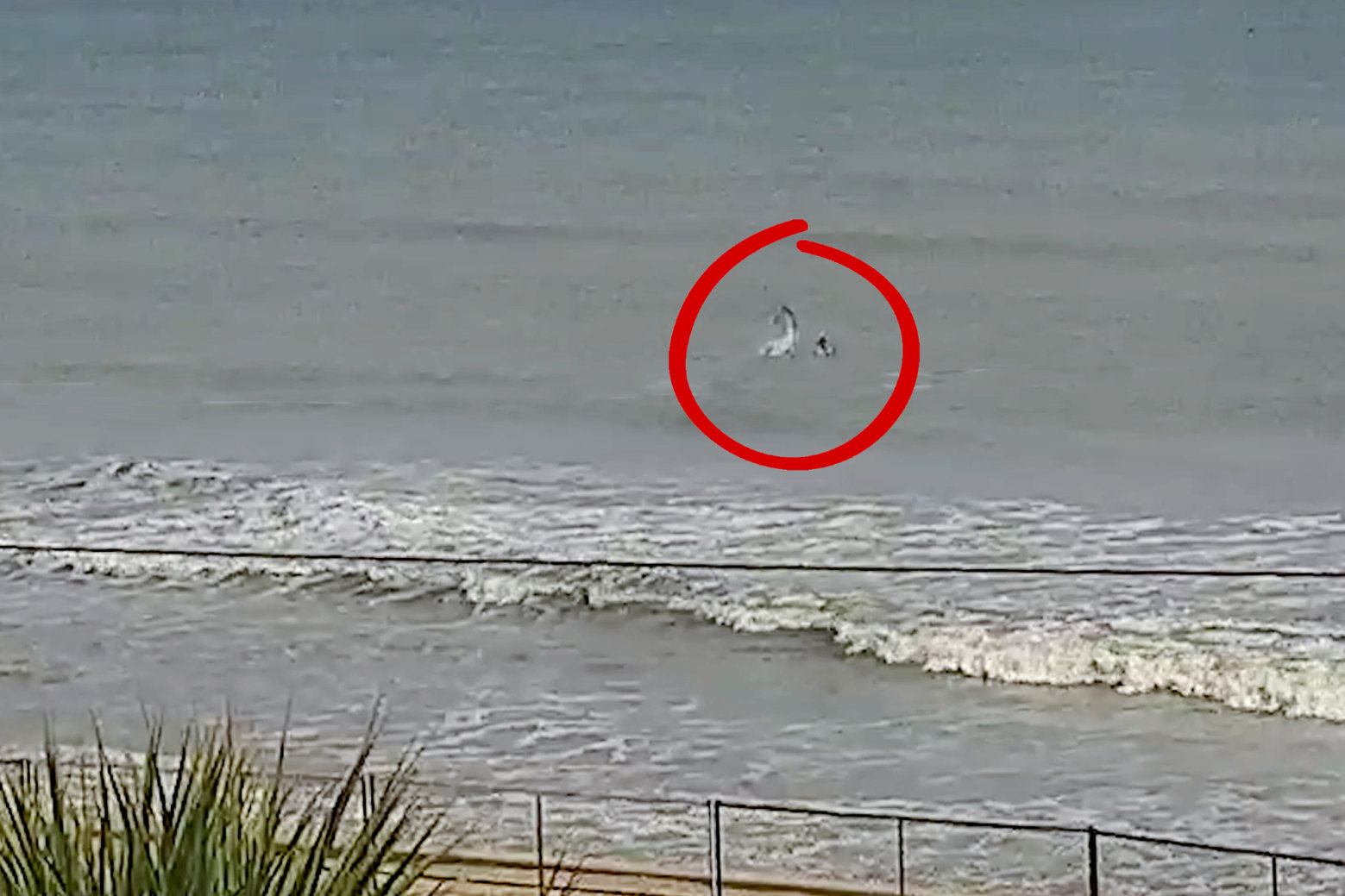 Watch Shark Leaps Out Of Water Lands On Surfer Surfline