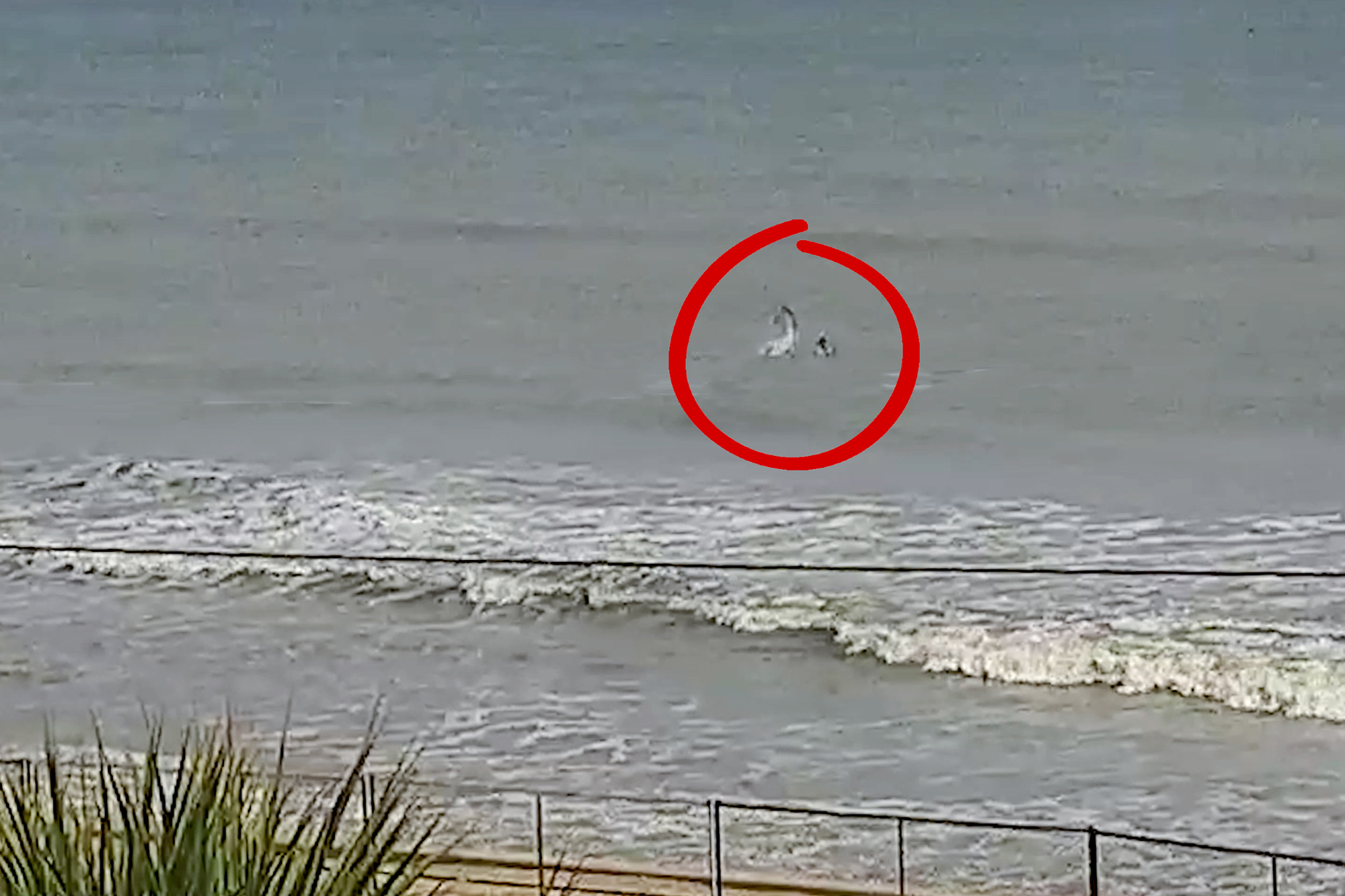 Watch Shark Leaps Out Of Water Lands On Surfer Surfline