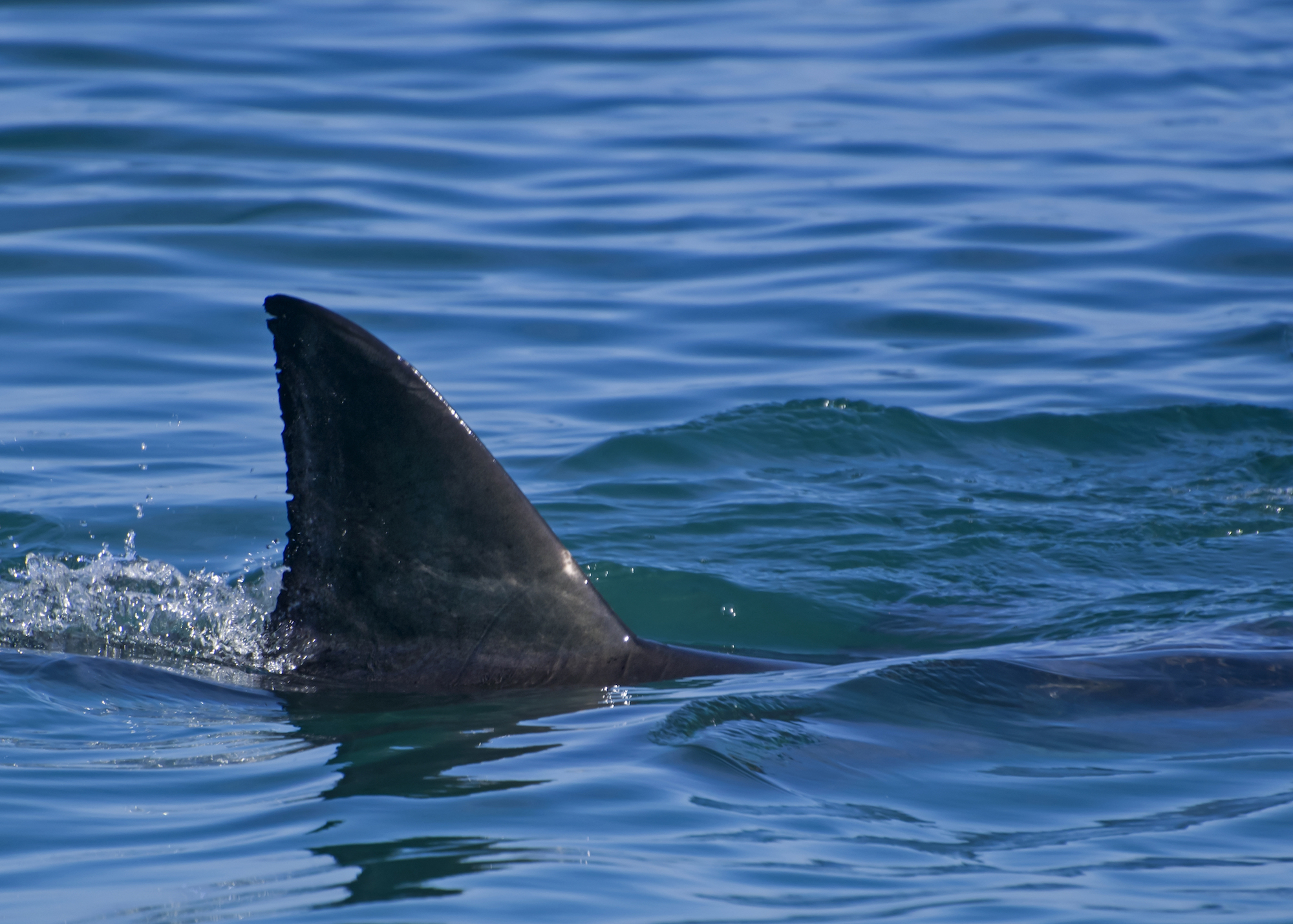 The Most Dangerous Ocean Creatures - Surfline