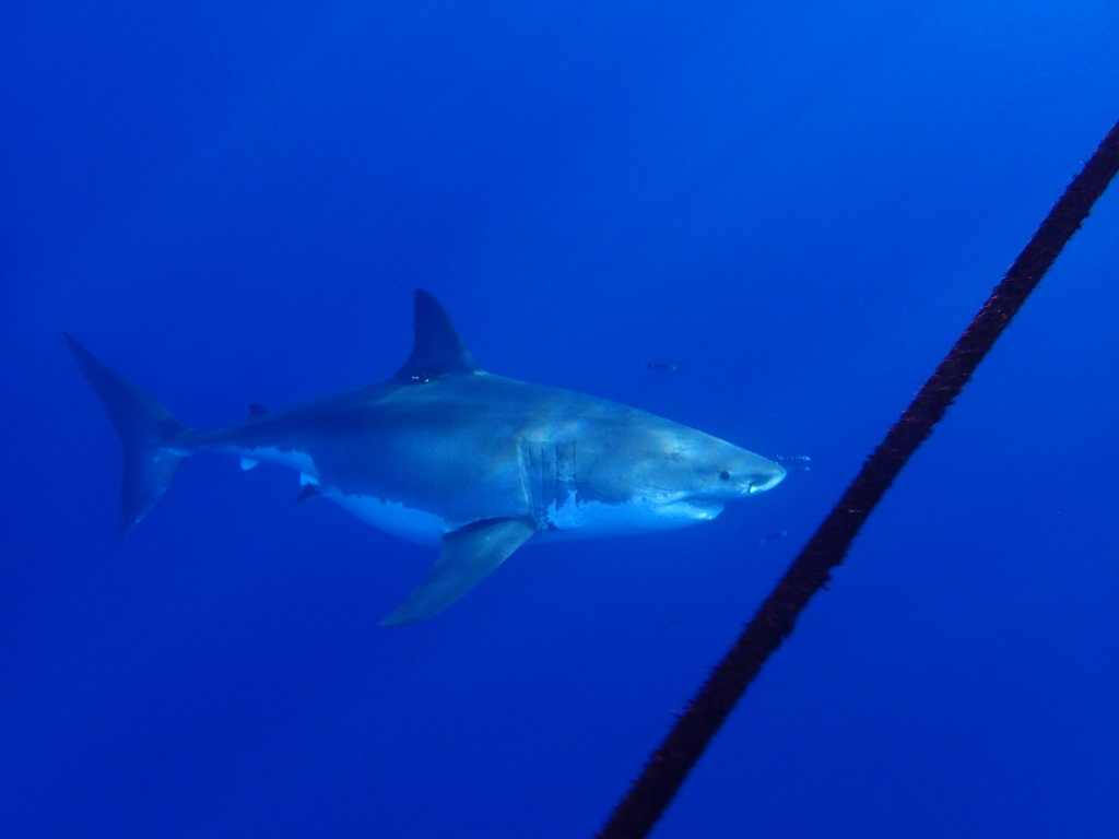 Why Sharks Are Essential for the Ocean Ecosystem