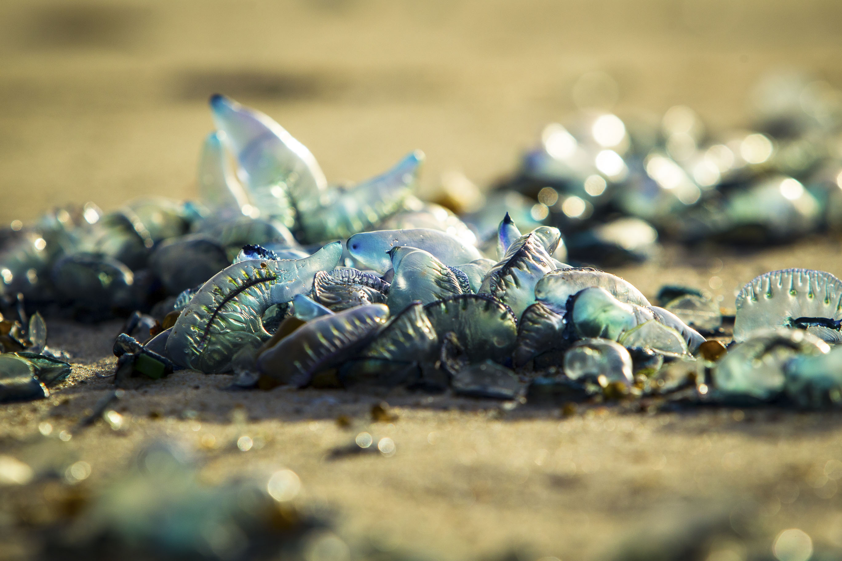 Stingers And Blooms: The Weird World Of Jellyfish