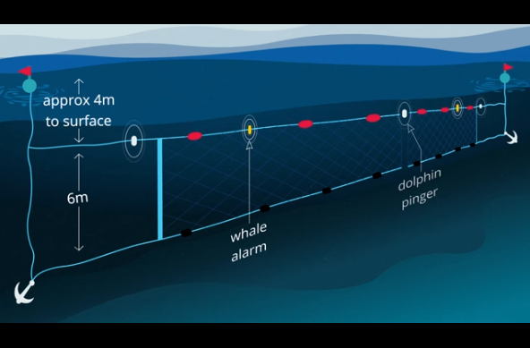 Shark Net Rope Access Shark Nets: Pulling Back The Curtain