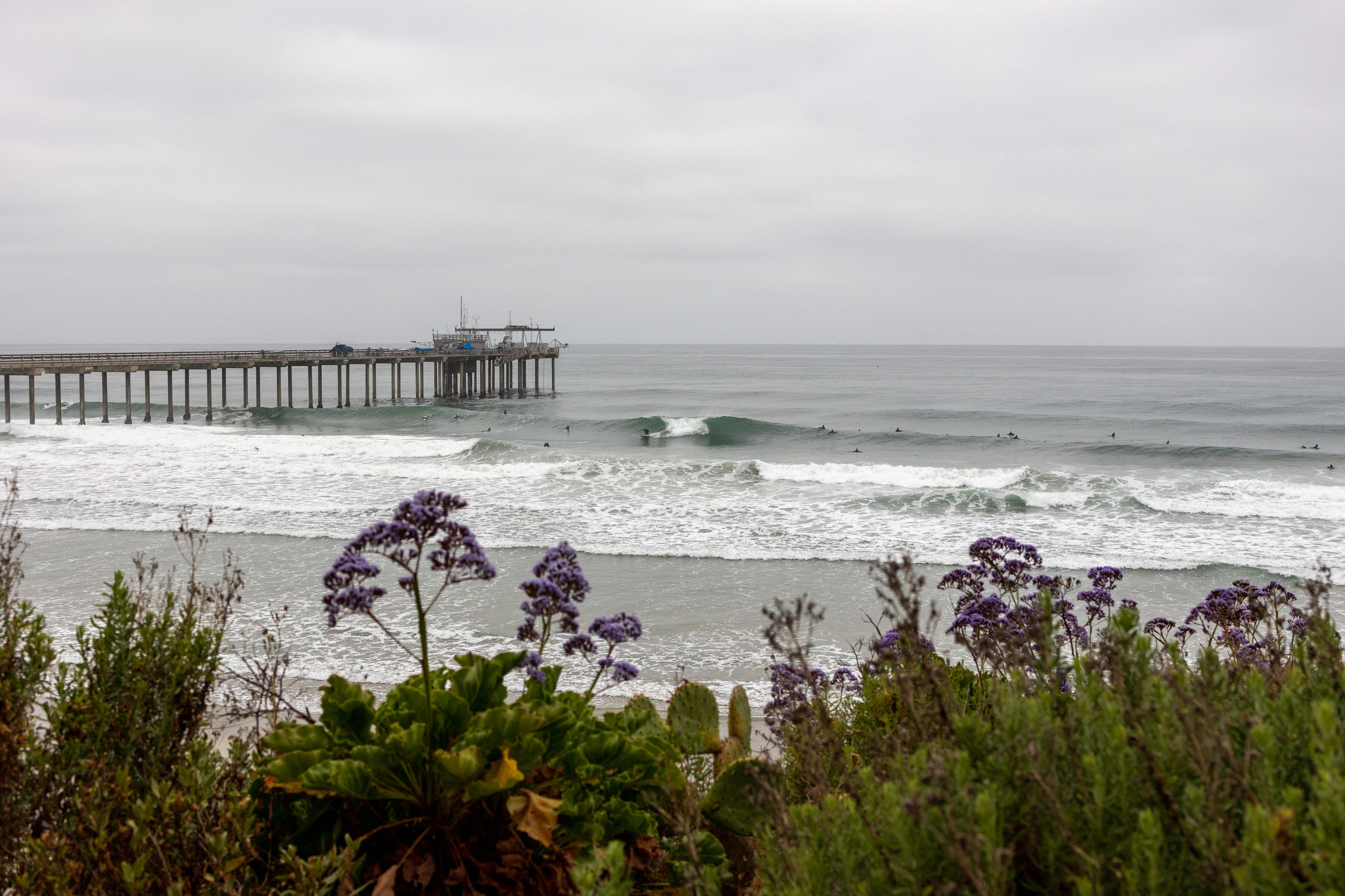 Surfline Scripps - c3pwl6z